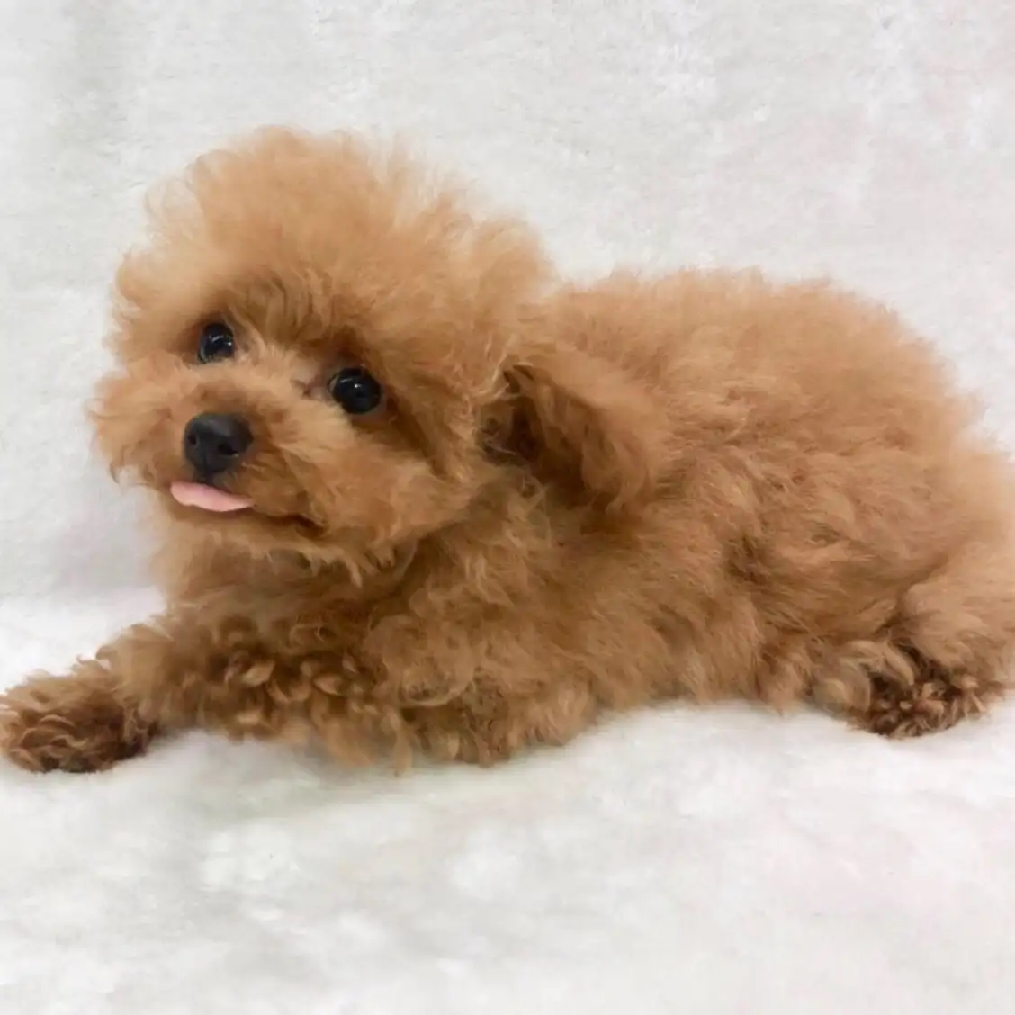 トイ・プードル