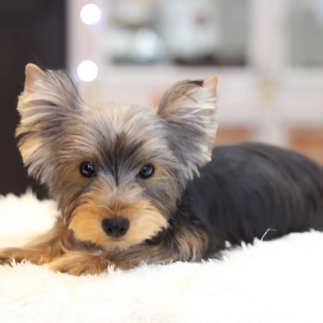 ヨークシャーテリア