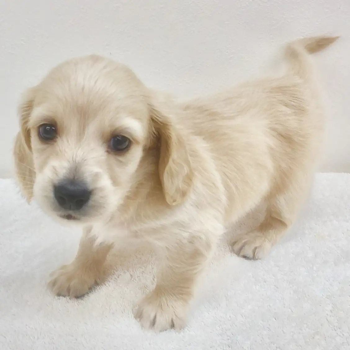 ミニチュア・ダックスフント