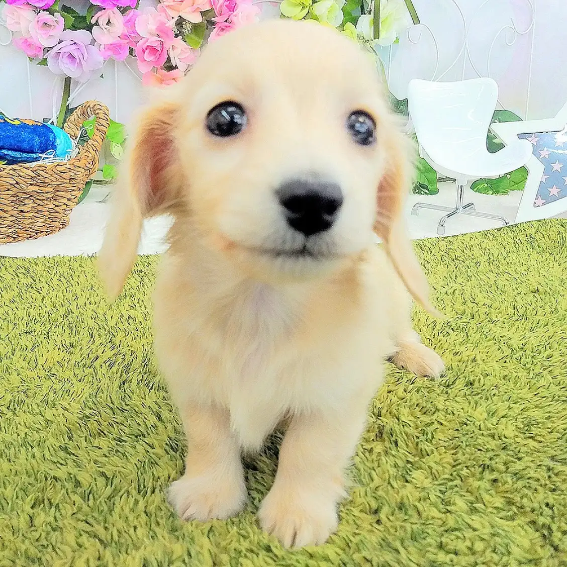 ミニチュア・ダックスフント