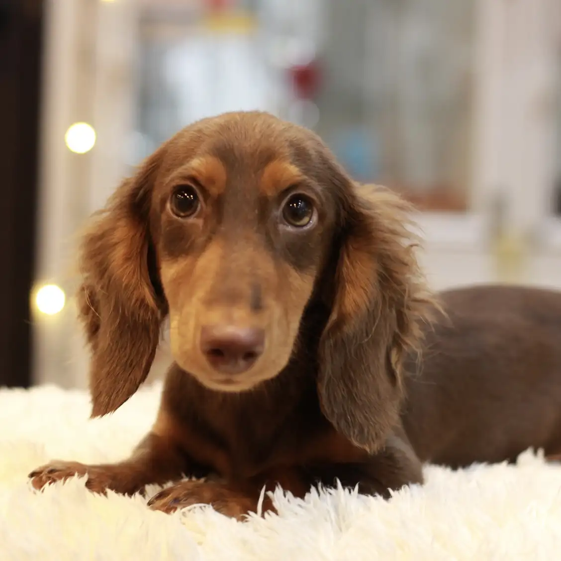 ミニチュア・ダックスフント