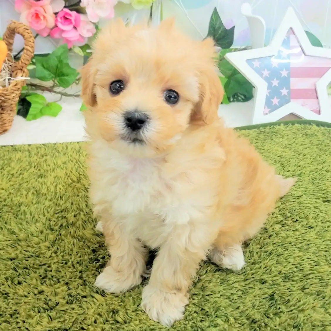 MIX(トイプードル×マルチーズ)