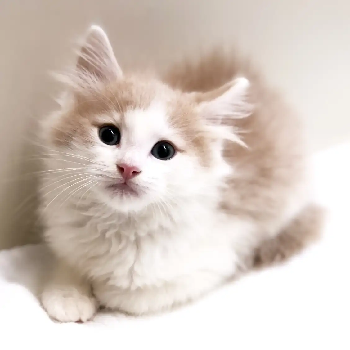 ノルウェージャンフォレストキャット