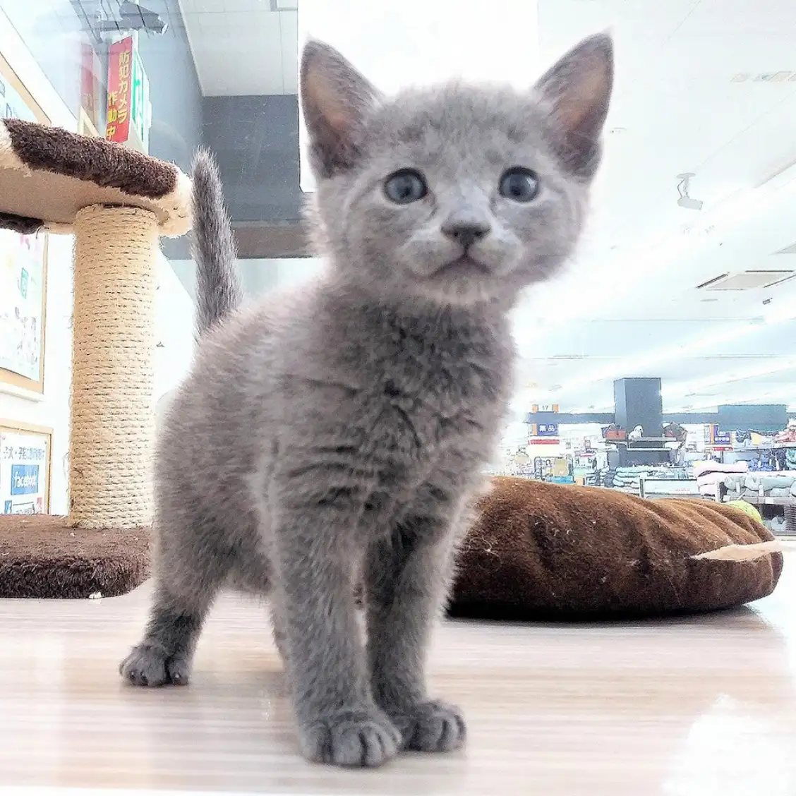 ロシアンブルー