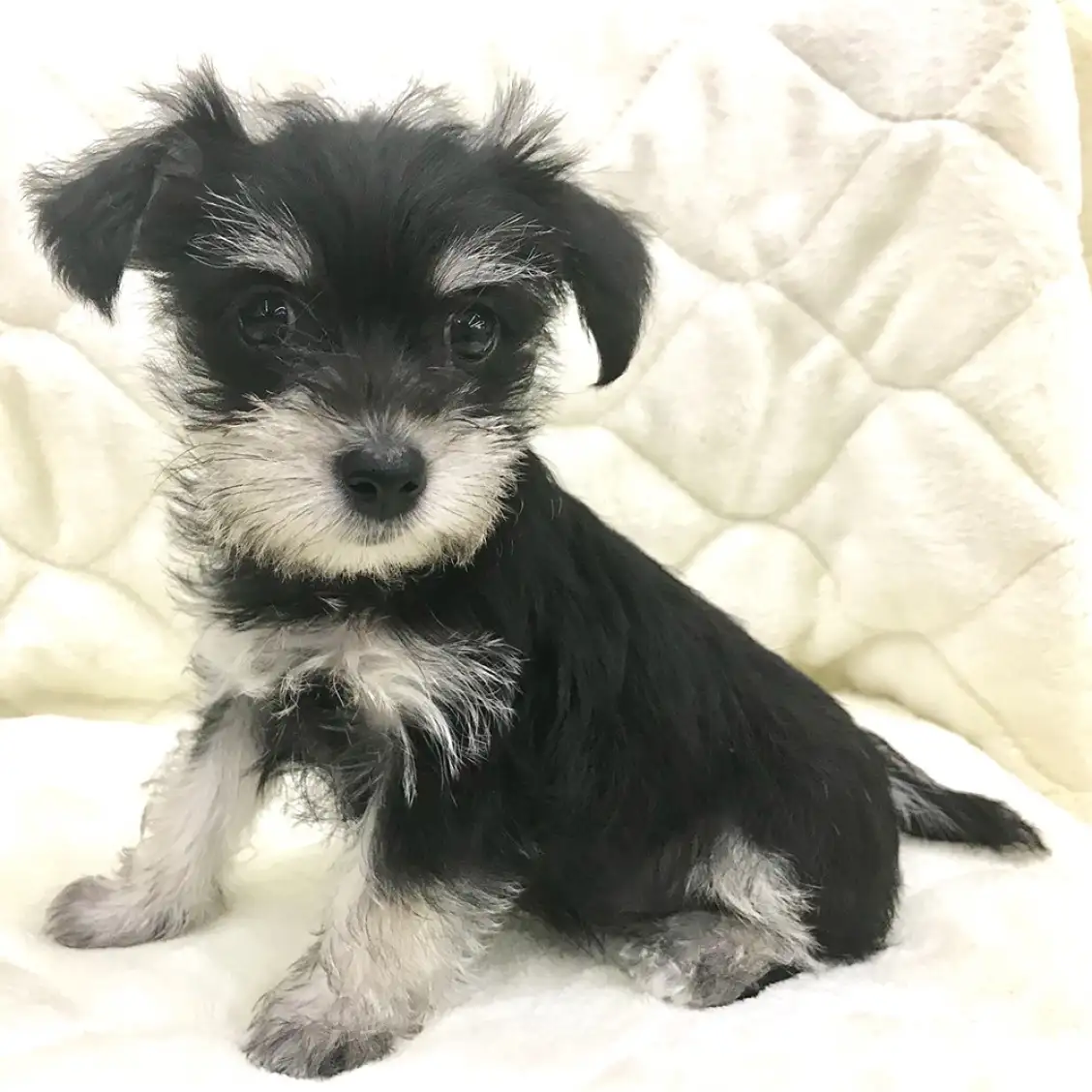 ミニチュア・シュナウザー