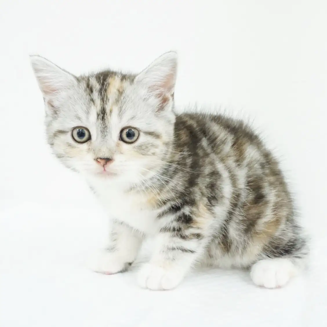 スコティッシュフォールド