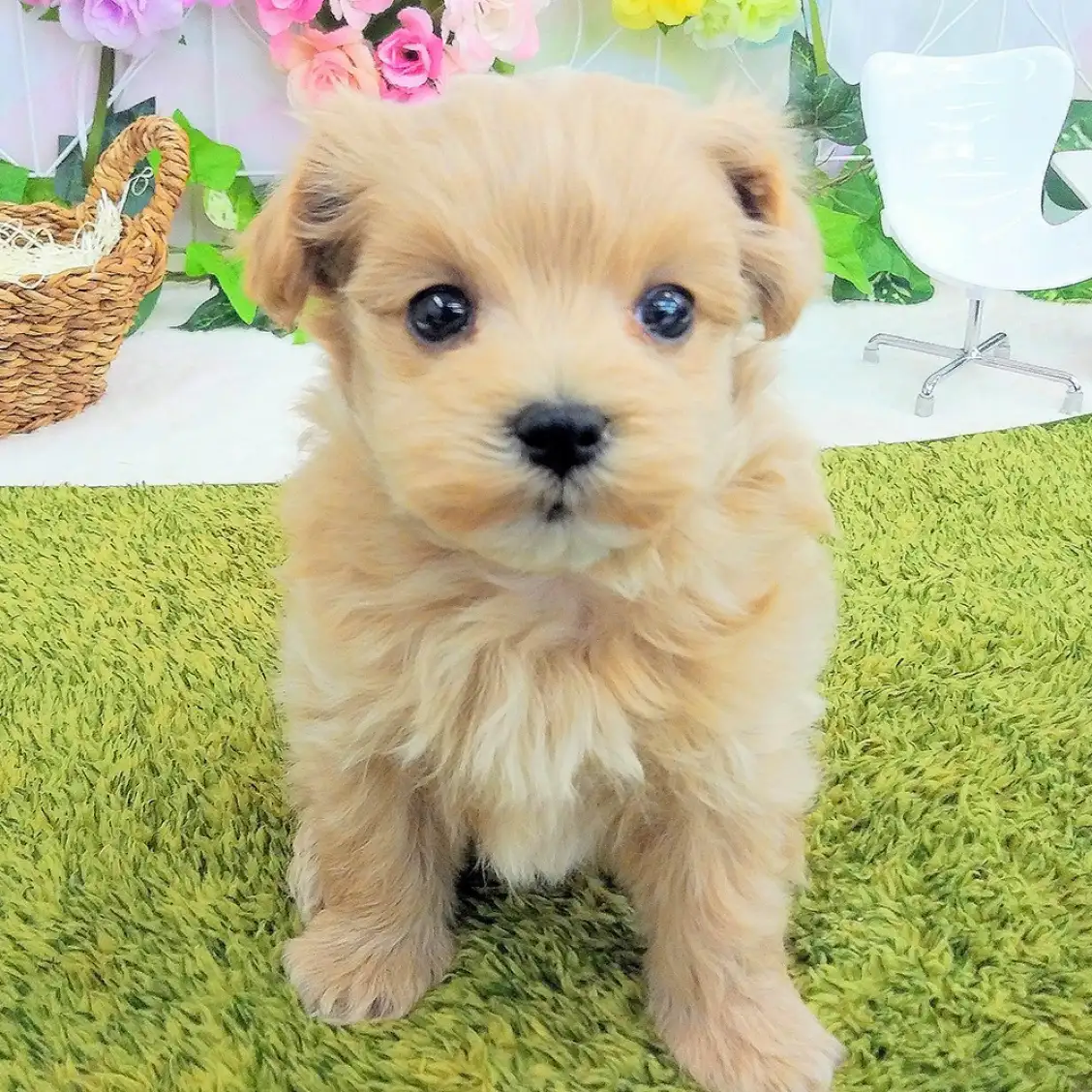 MIX(トイプードル×マルチーズ)