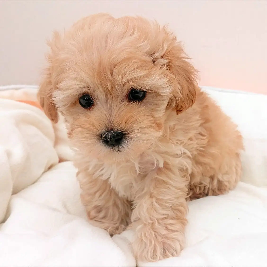 MIX(トイプードル×マルチーズ)