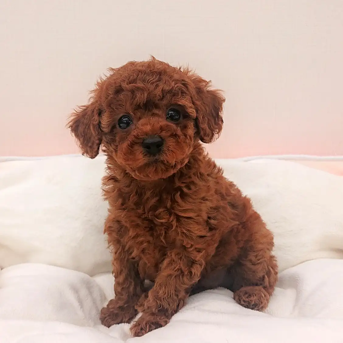 トイ・プードル