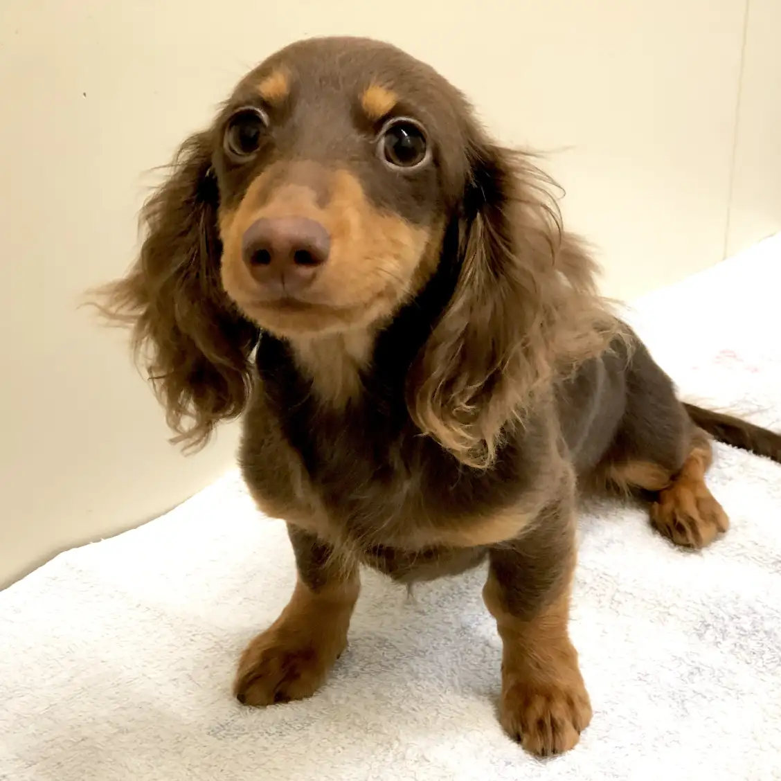 カニンヘン・ダックスフント