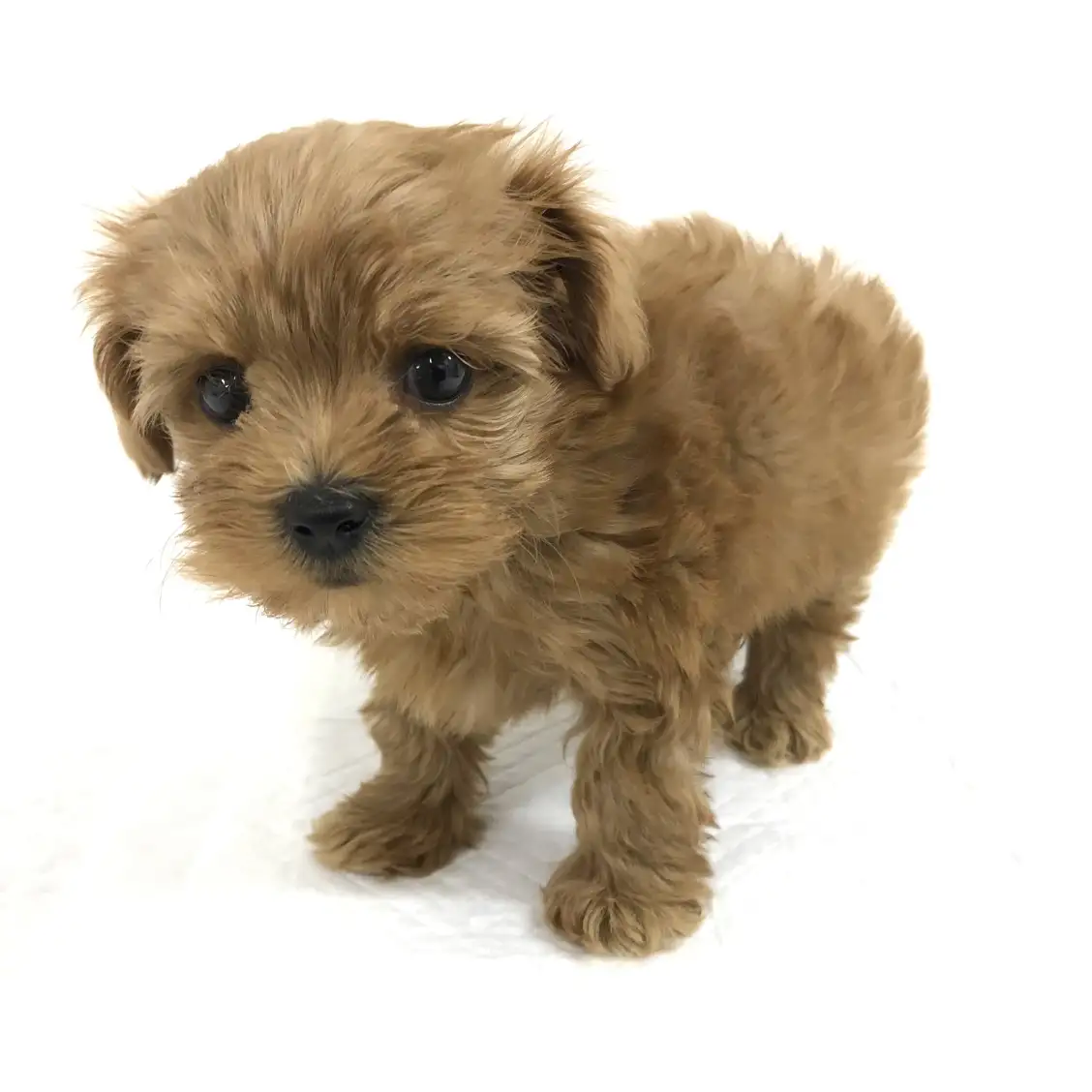 MIX（マルチーズ×ミニチュアダックスフント）