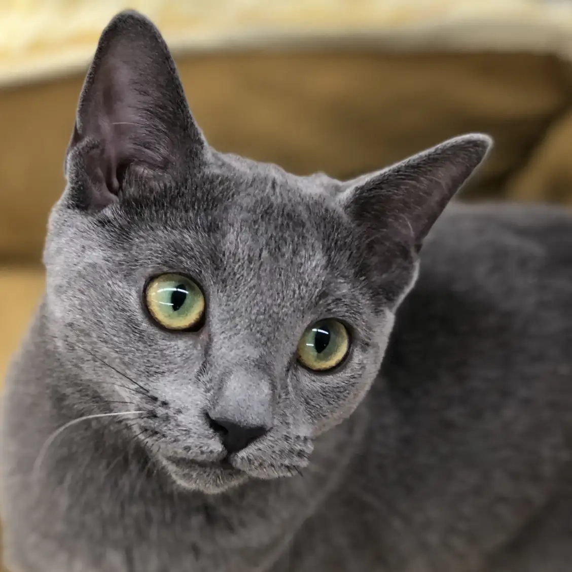 ロシアンブルー