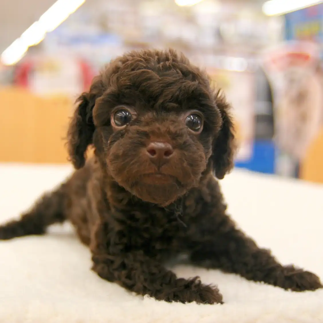 トイ・プードル