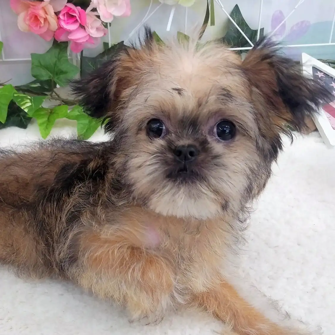 ブリュッセルグリフォン