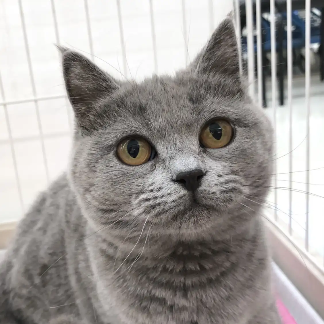 ブリティッシュショートヘア