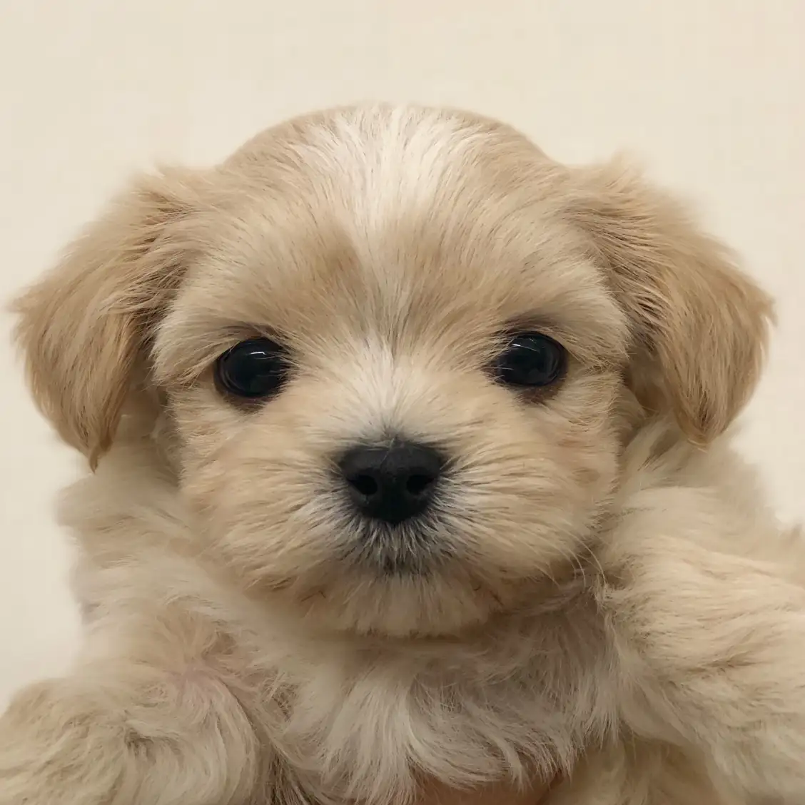 MIX（チワワ×マルチーズ）