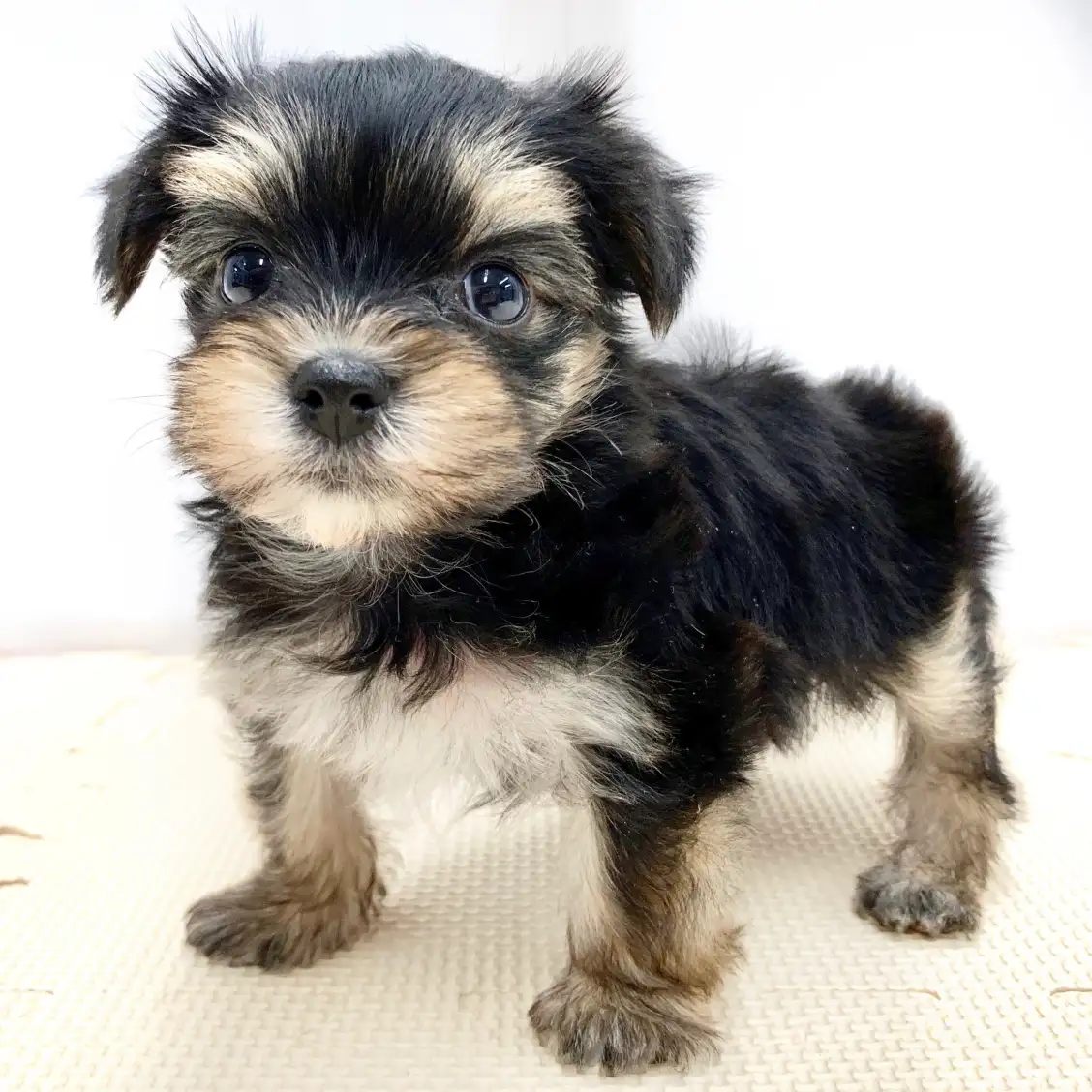 MIX(マルチーズ×ヨークシャーテリア)