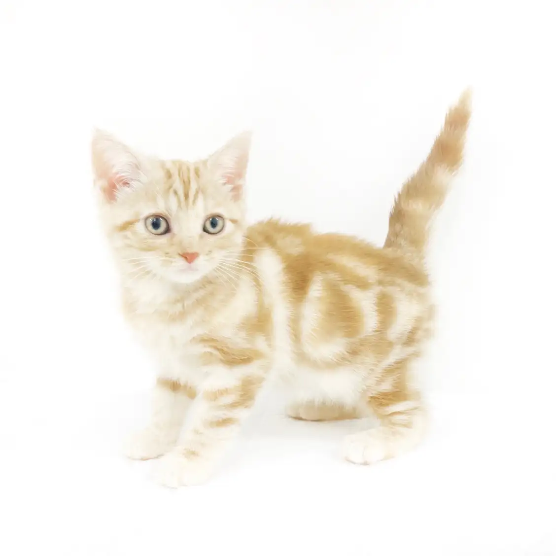 アメリカンショートヘア