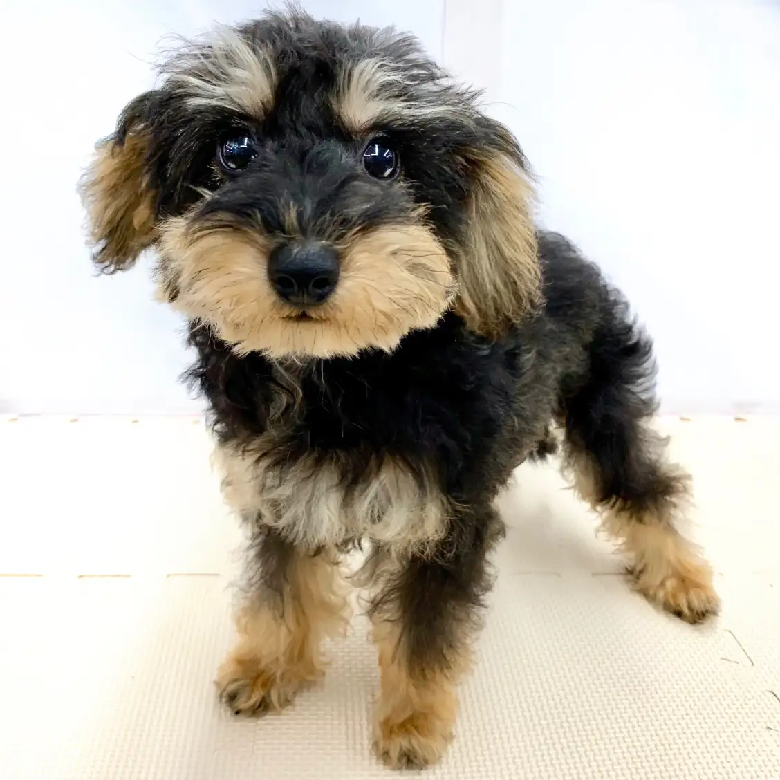 MIX(トイプードル×ミニチュアシュナウザー)