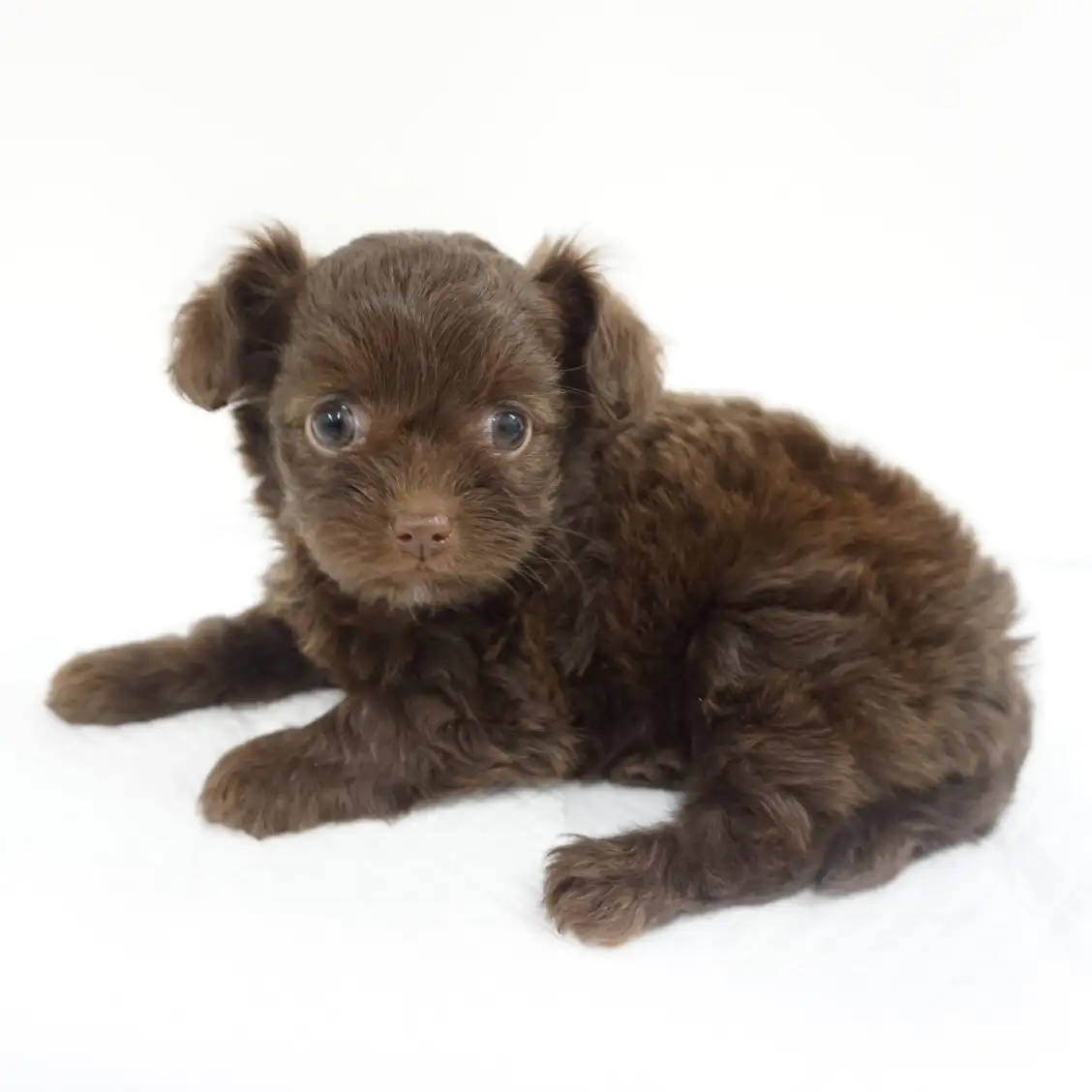 MIX(チワワ×トイプードル)