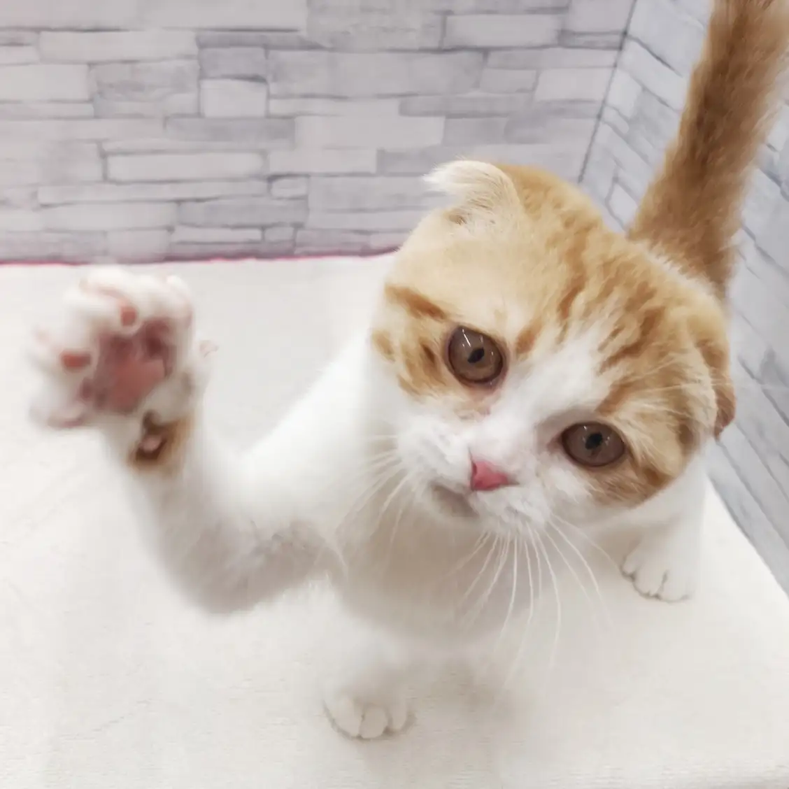 スコティッシュフォールド