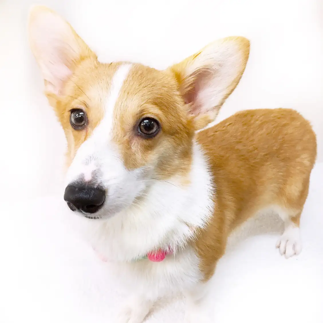 ウェルシュコーギーペンブローク