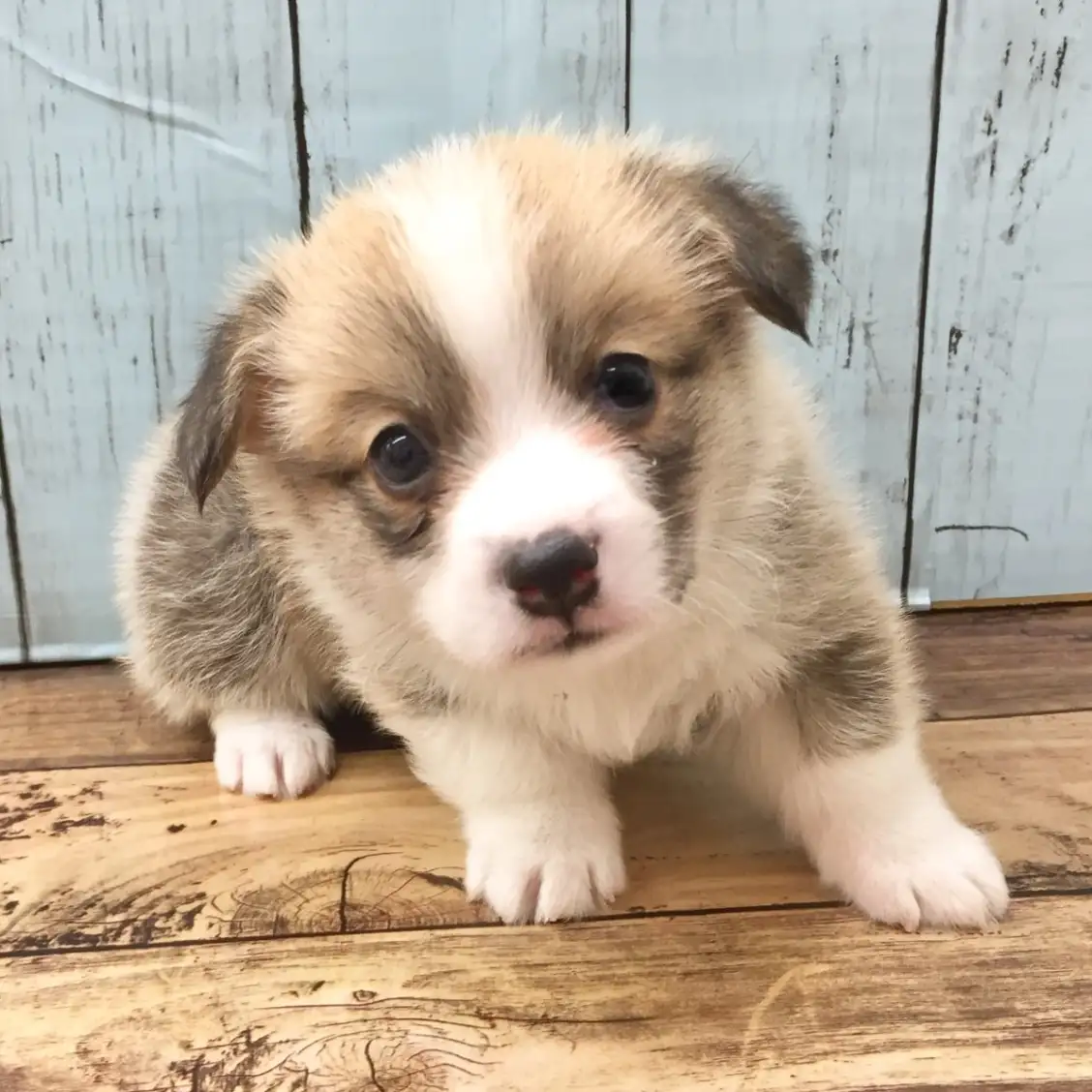 ウェルシュコーギーペンブローク