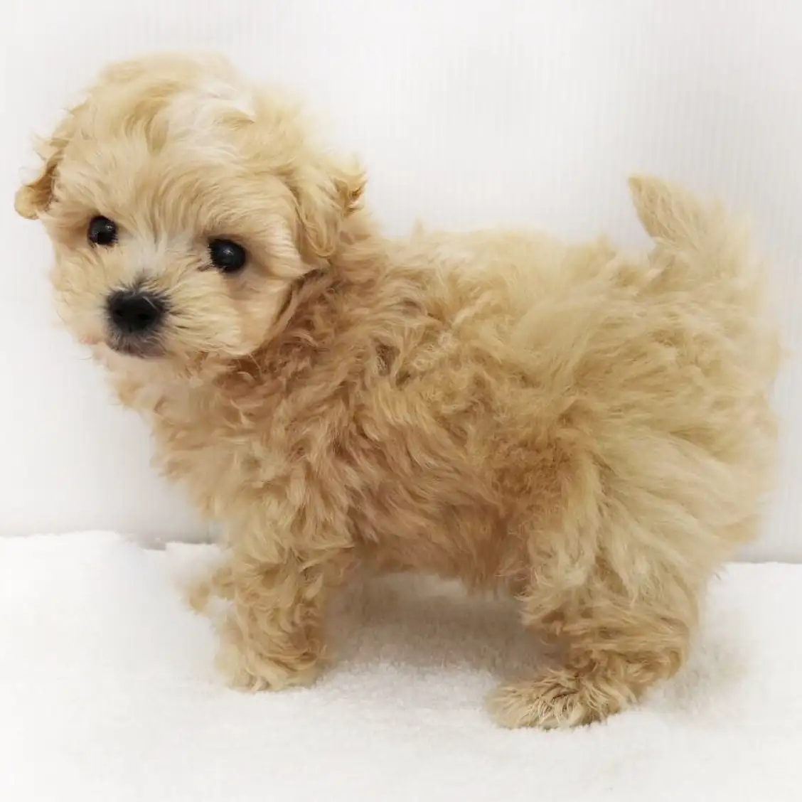 MIX(トイプードル×マルチーズ)