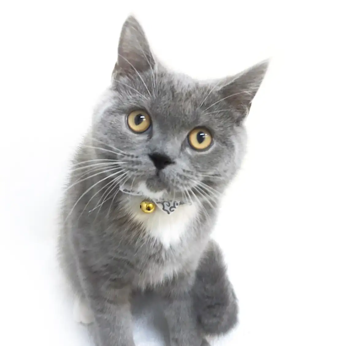 ブリティッシュショートヘア