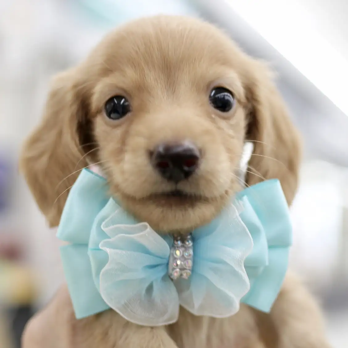 カニンヘン・ダックスフント