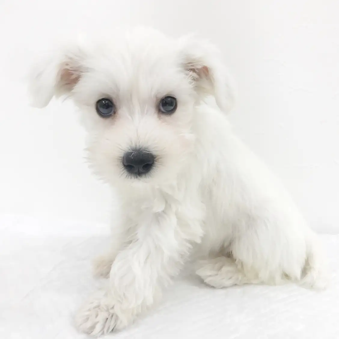 ミニチュア・シュナウザー