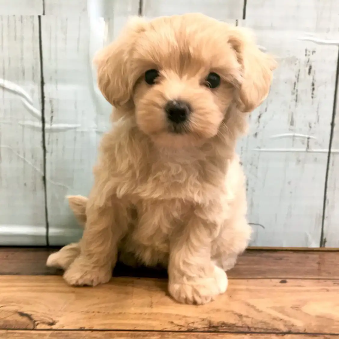 MIX(トイプードル×マルチーズ)