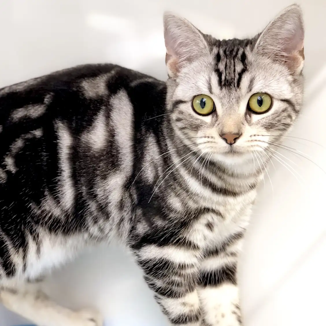 アメリカンショートヘア