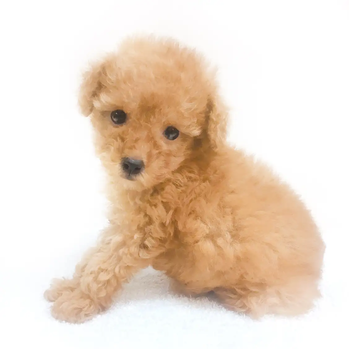 トイ・プードル