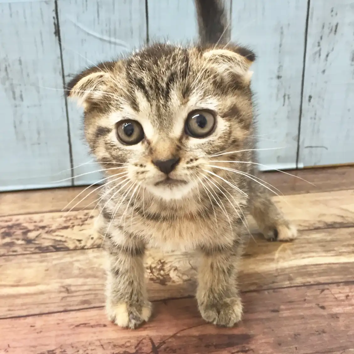 スコティッシュフォールド