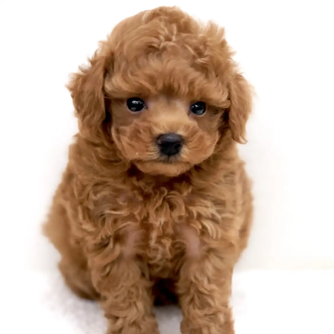 トイ・プードル