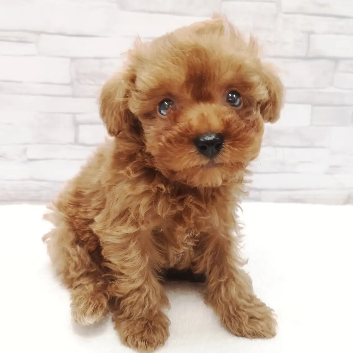 トイ・プードル