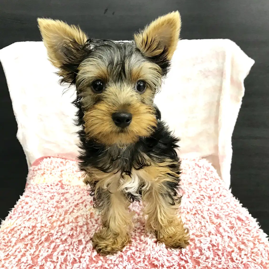 ヨークシャーテリア