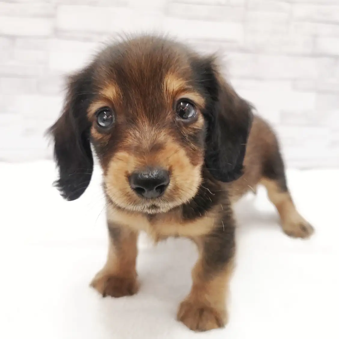 カニンヘン・ダックスフント