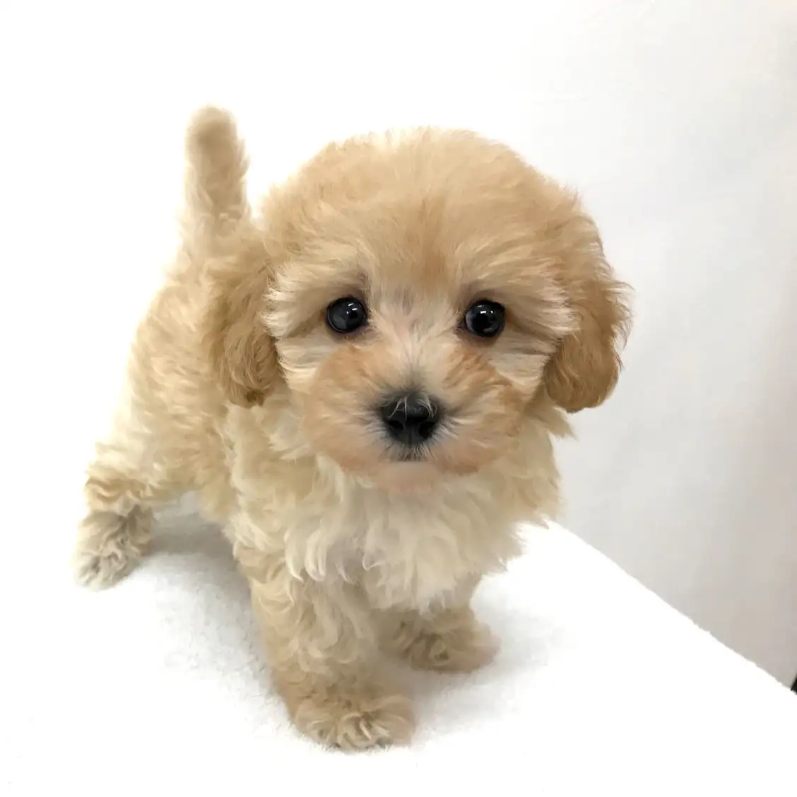 MIX(トイプードル×マルチーズ)