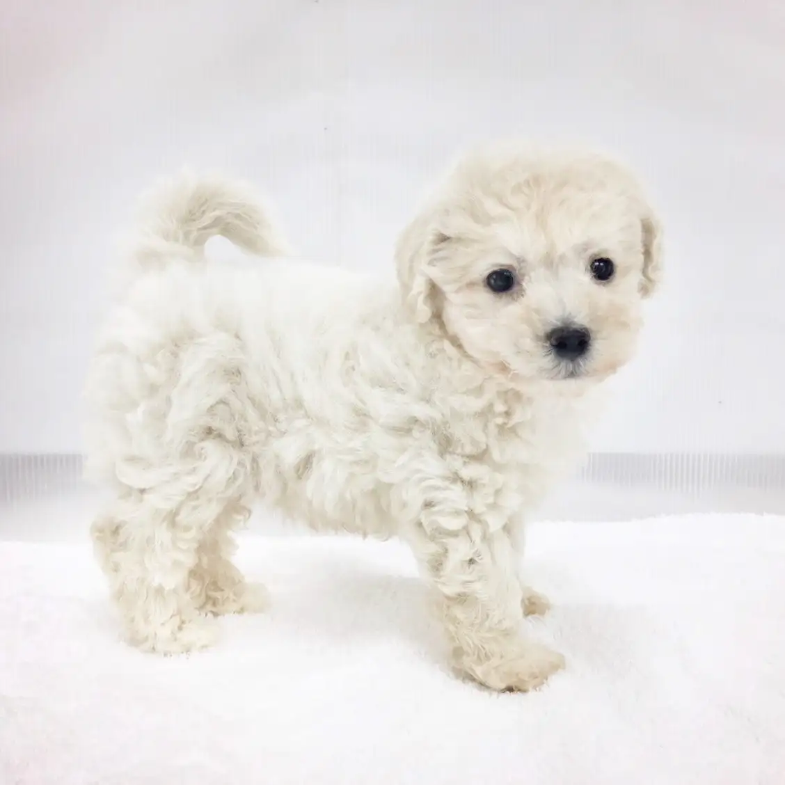 MIX(トイプードル×マルチーズ)