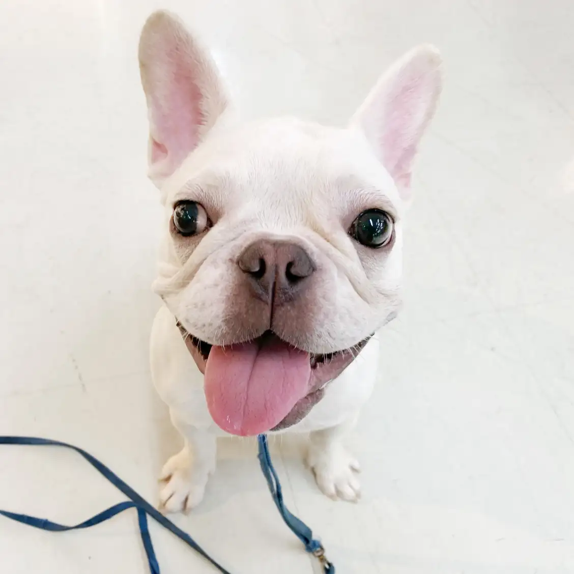 フレンチブルドッグ