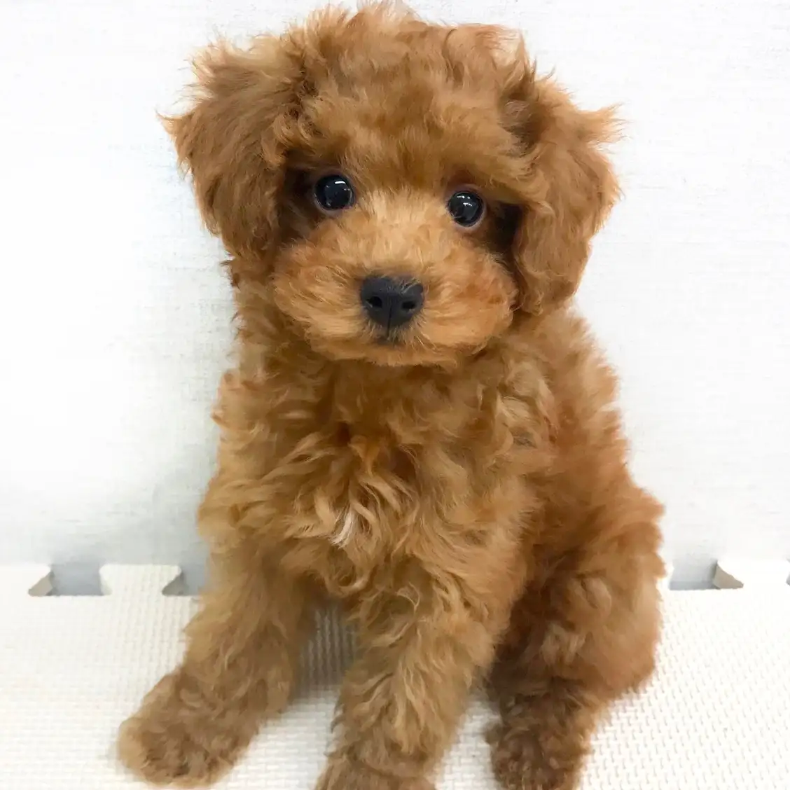 トイ・プードル