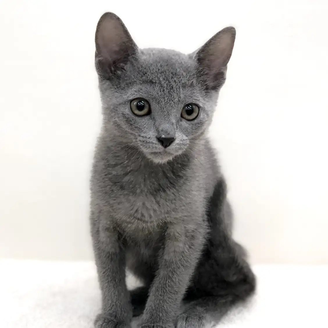 ロシアンブルー