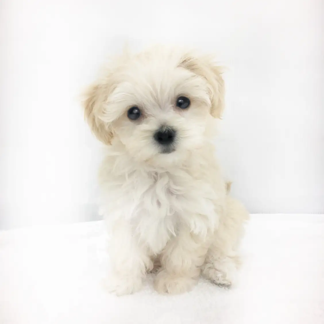 MIX（マルチーズ×トイプードル）