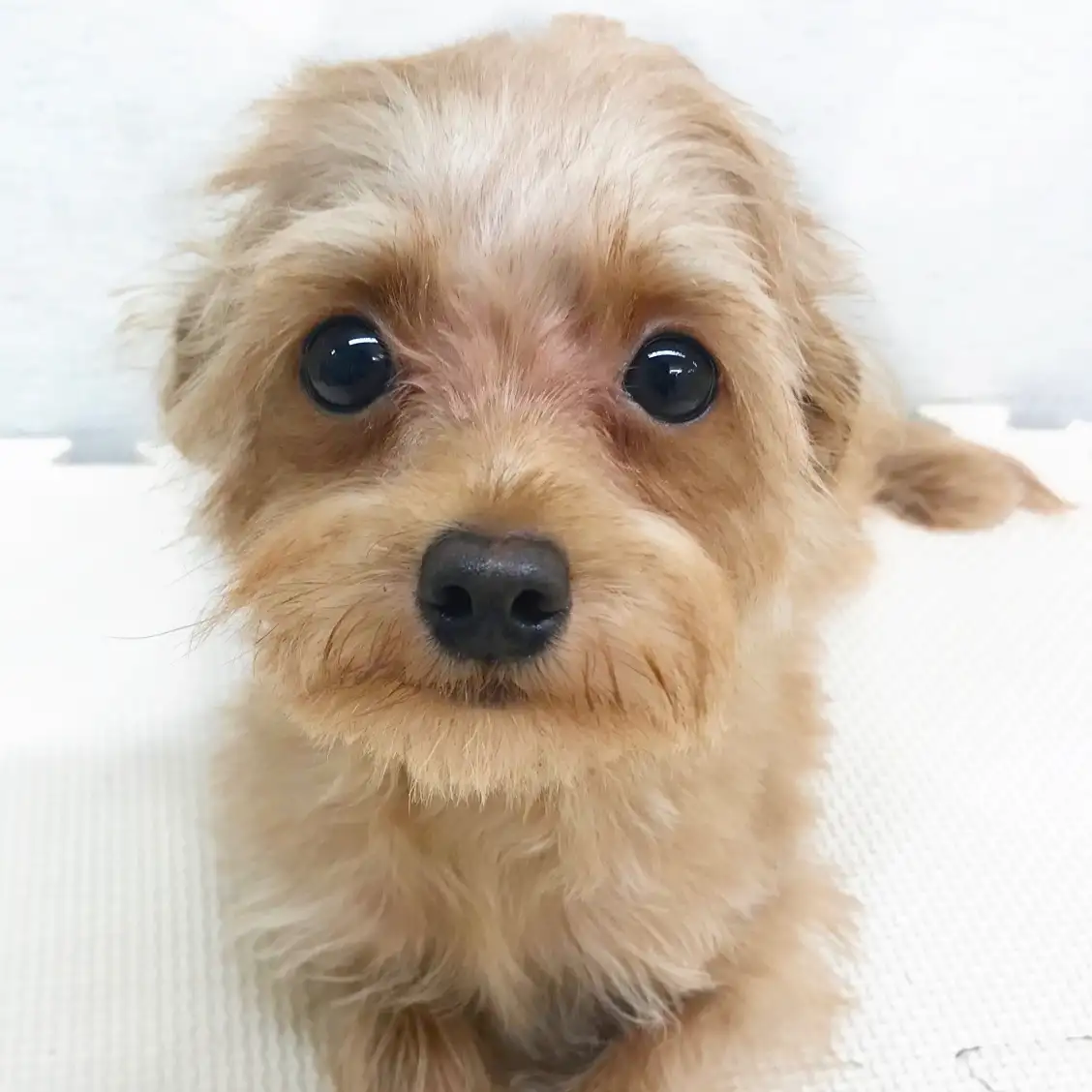 MIX(トイプードル×チワワ)