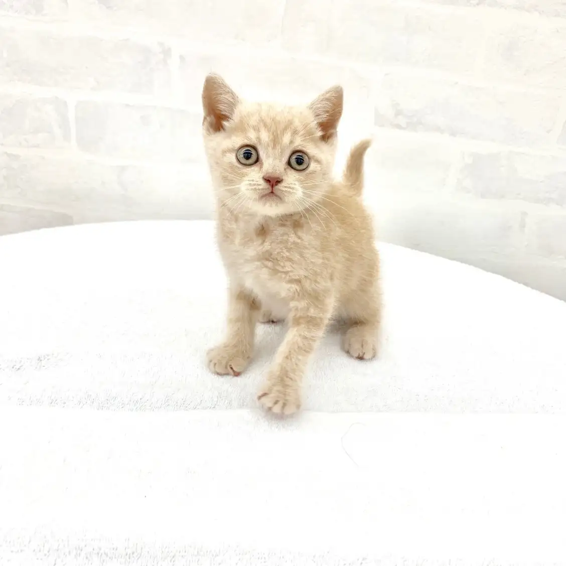 ブリティッシュショートヘア