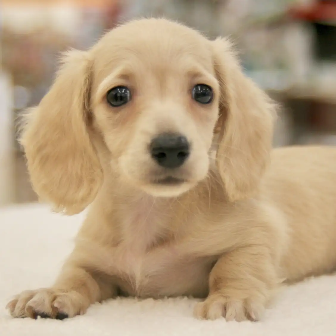 ミニチュア・ダックスフント