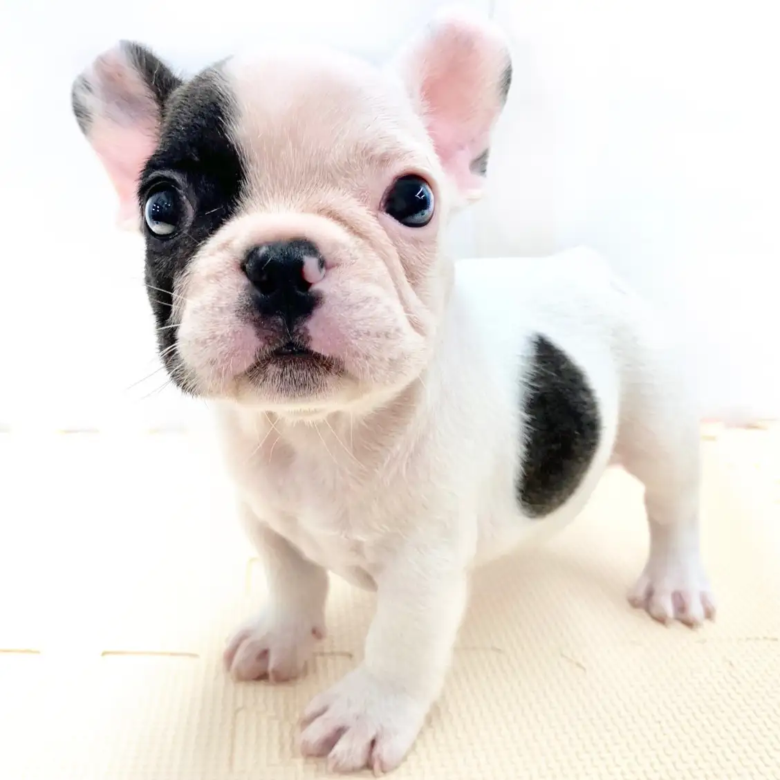 フレンチブルドッグ