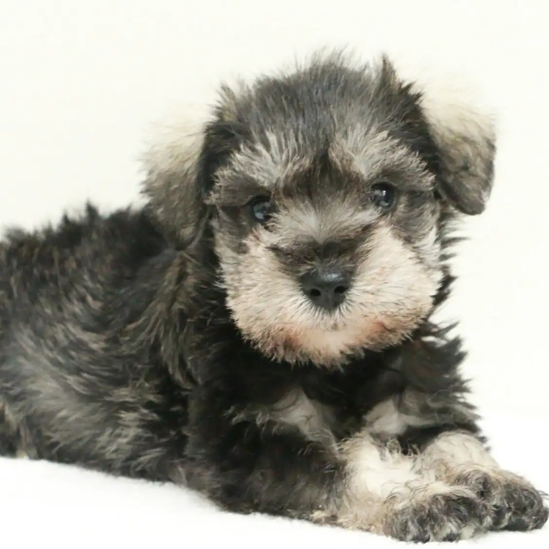 ミニチュア・シュナウザー